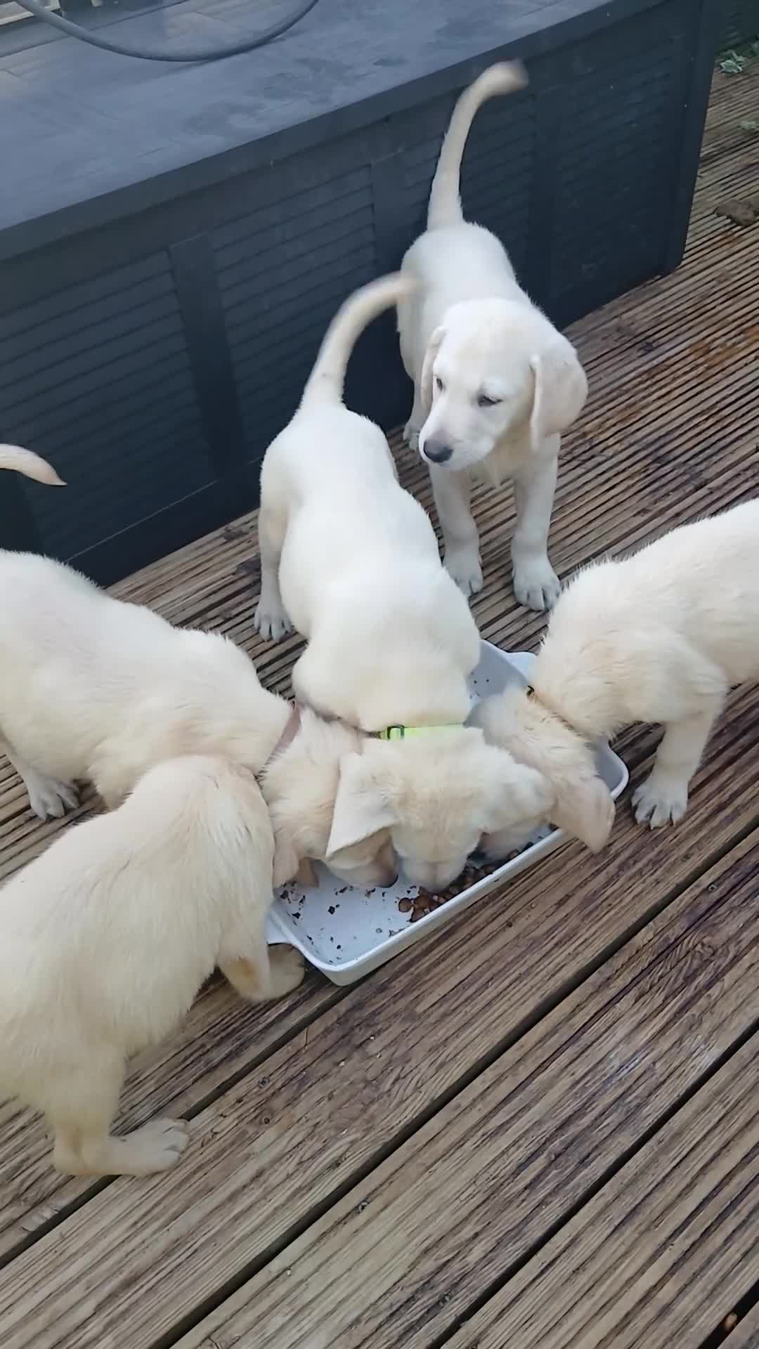 Goldador dogs for sale: GOLDADOR PUPPIES READY FOR NEW HOMES - Video 4