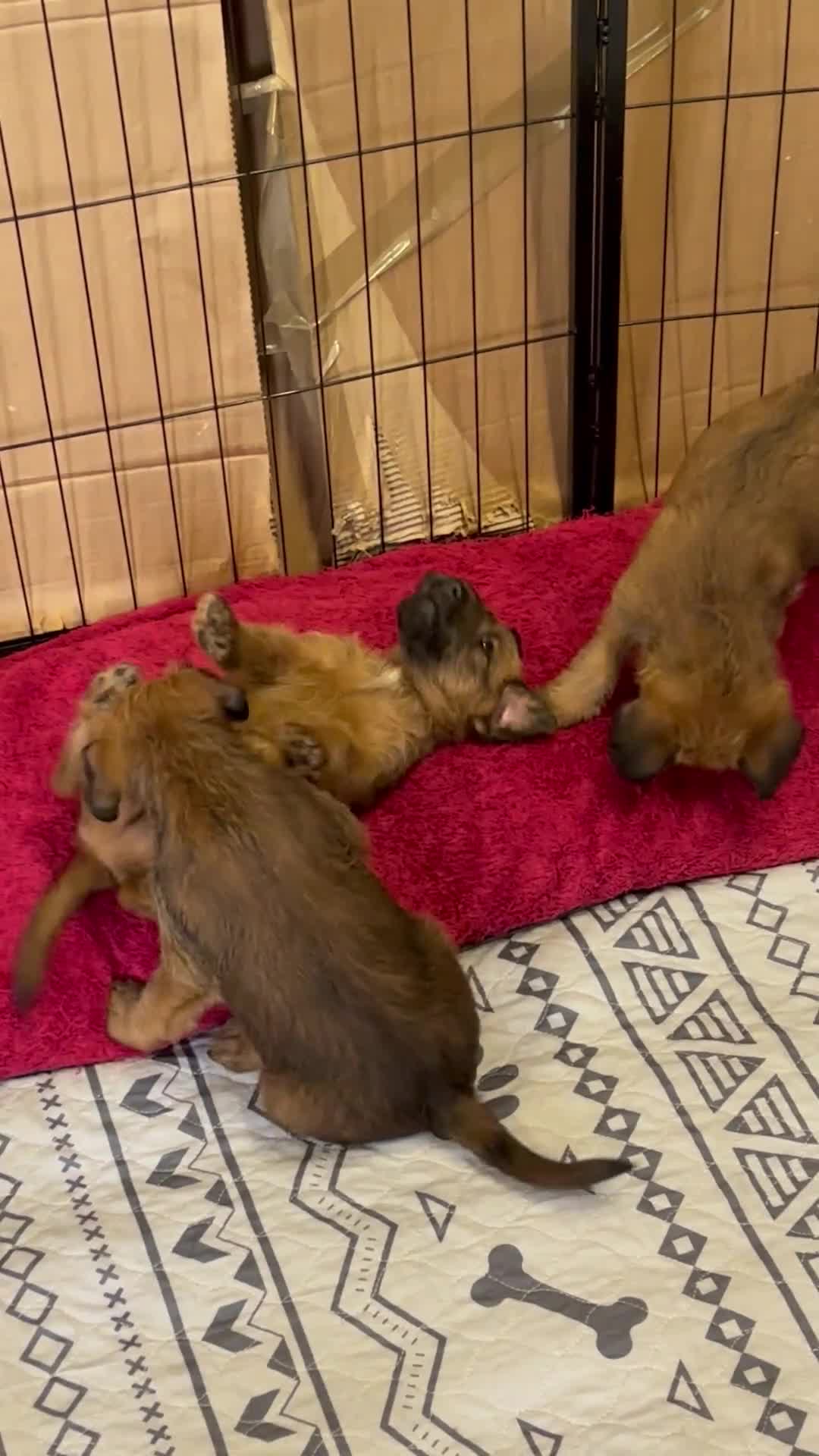 Irish Terrier dogs for sale: Irish Terrier Puppies - Video 2