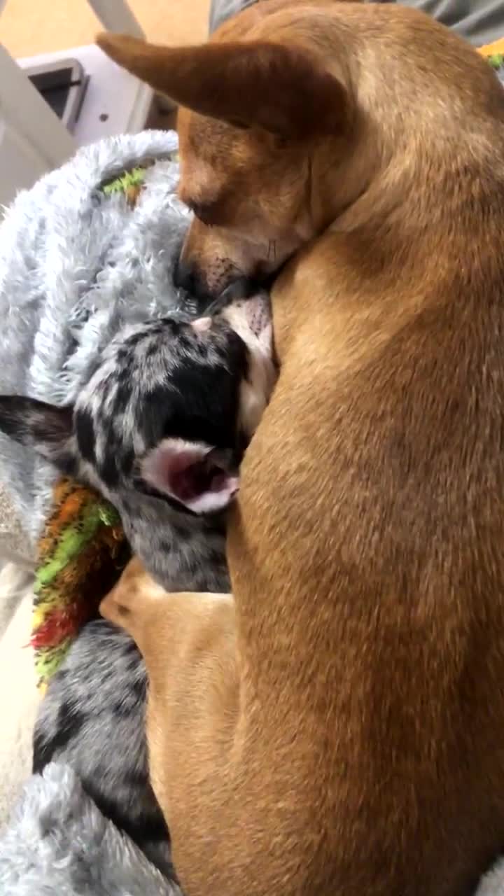 Chihuahua dogs for sale: Mum and daughter chihuahua must go together  - Video 2