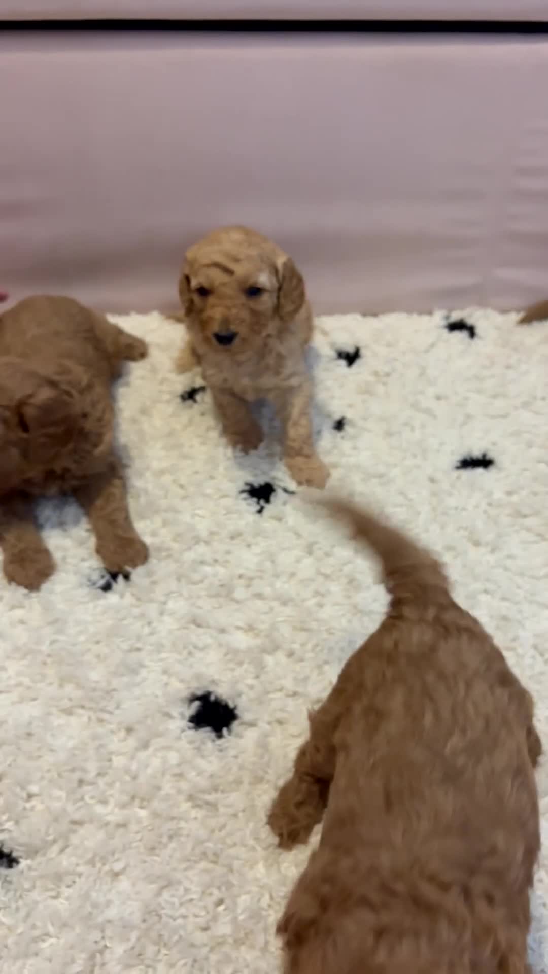 Mini Goldendoodle dogs for sale: Mini Goldendoodle pups - Video 2