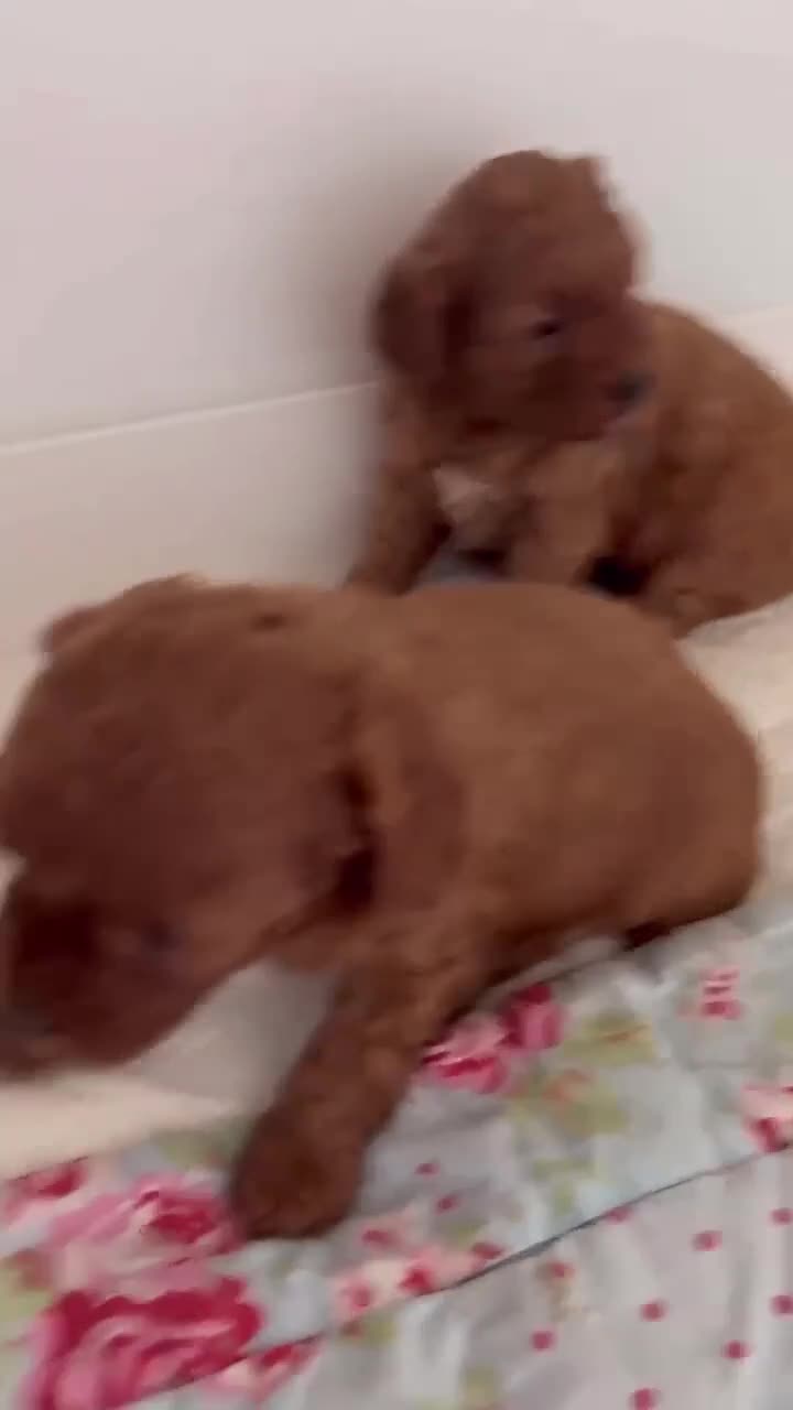Cavapoo dogs for sale: Stunning red toy’s- Health Tested - KC parents - Video 1