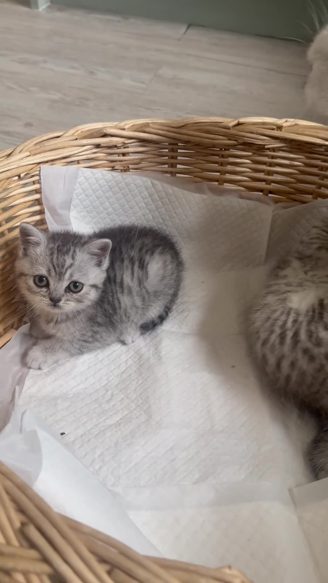 British Shorthair cats for sale: Beautiful British shorthair kittens - Video 1