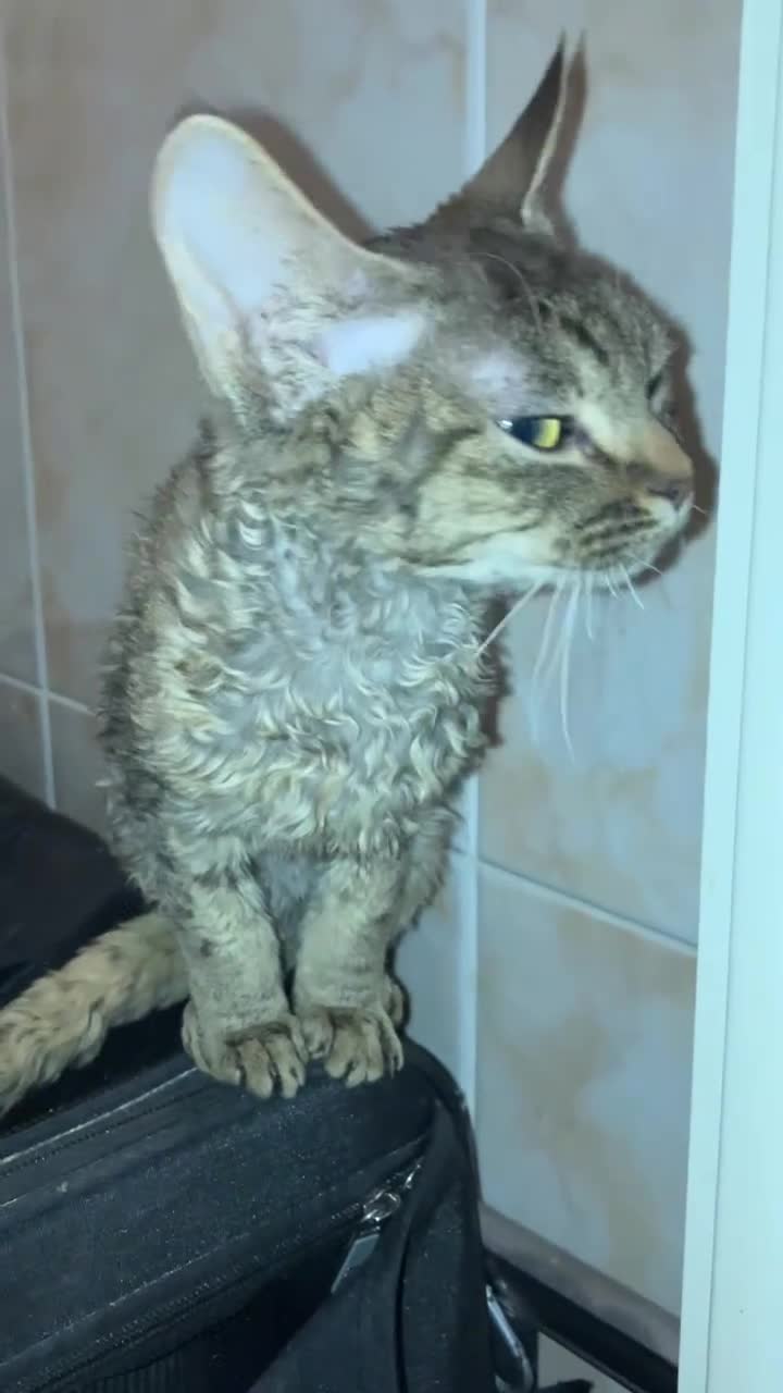 Devon Rex cats for sale: GCCF registered - Devon Rex Kittens - Video 3