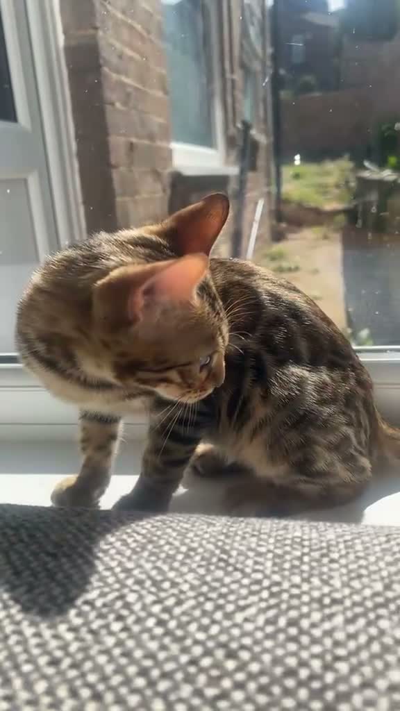 Bengal cats for sale: Full Breed Brown Bengal - Boy  - Video 2
