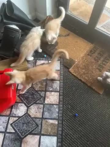 Maine Coon cats for sale: MANE COON KITTENS READY NOW - Video 2
