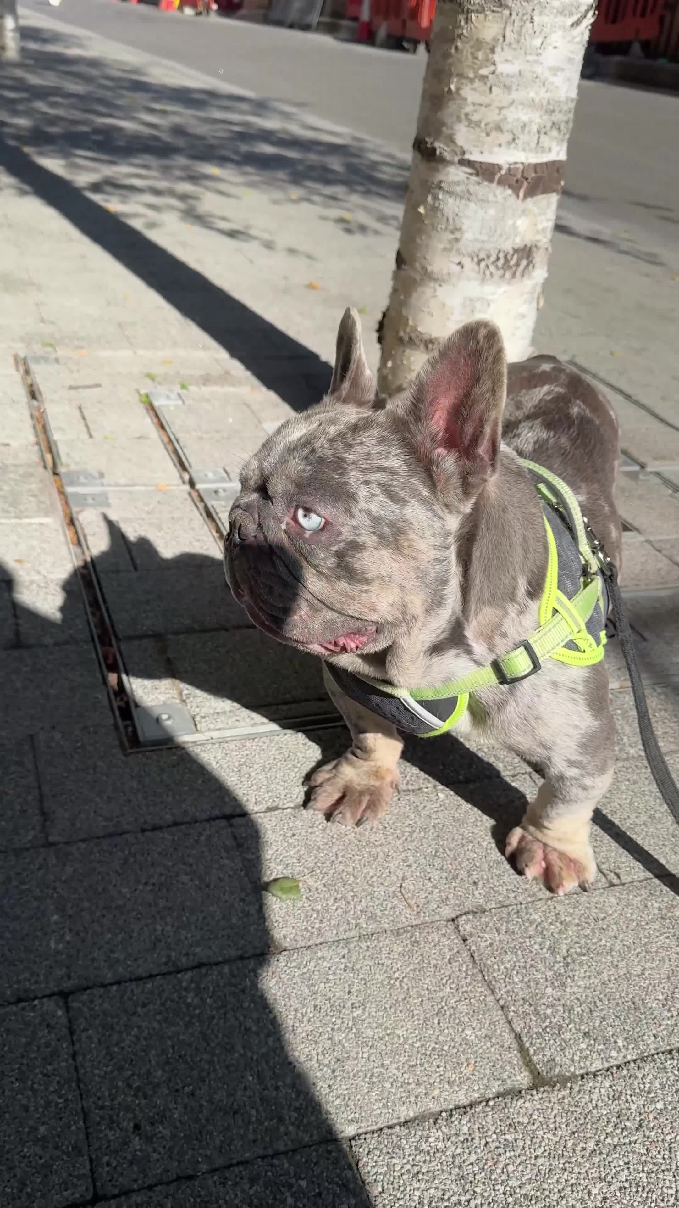 French Bulldog dogs for sale: 🩵 Cuddly Frenchie for Forever Home 🩵 - Video 1
