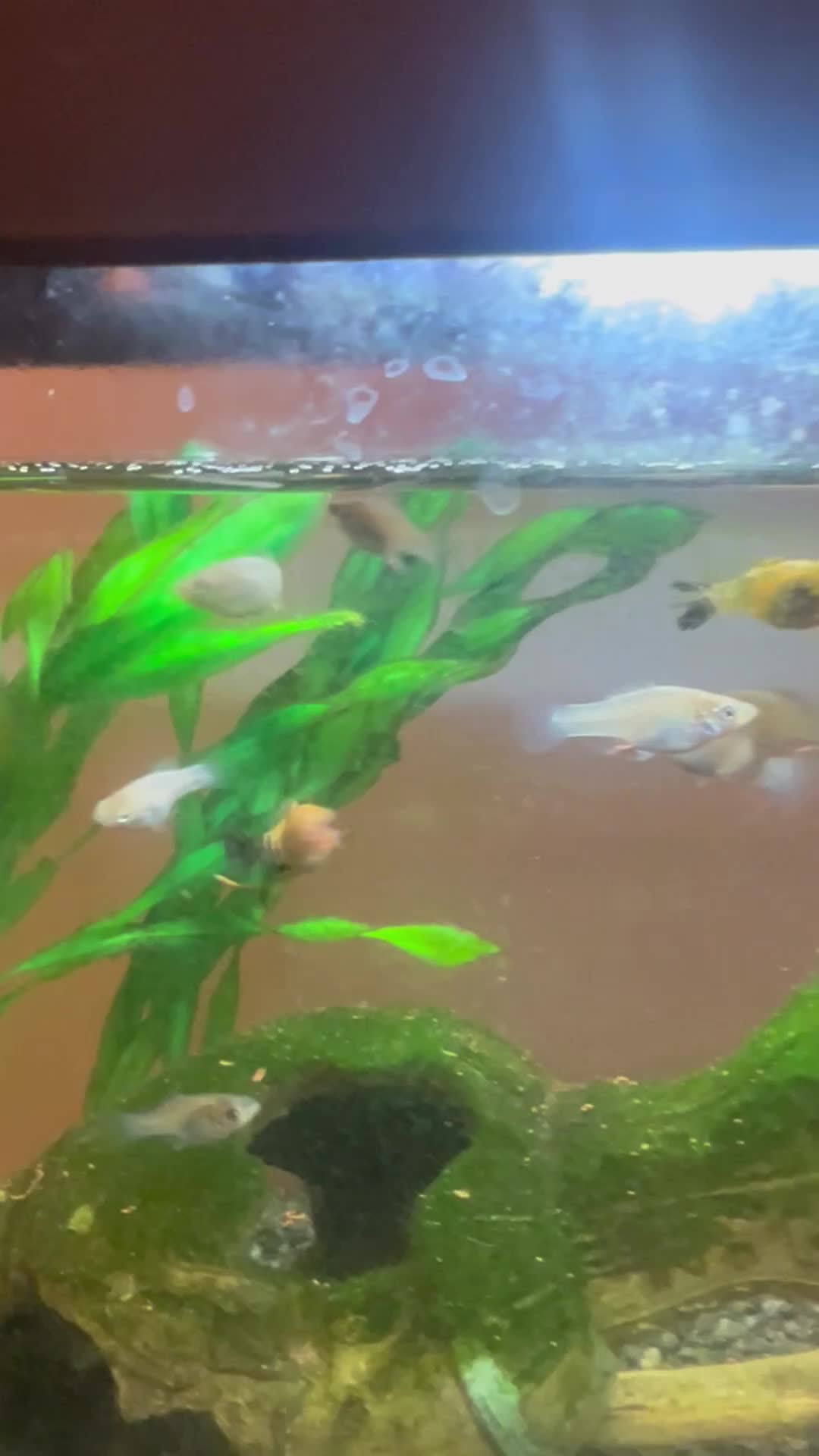 Mollies fish for sale: Baby mollies for sale - Video 1