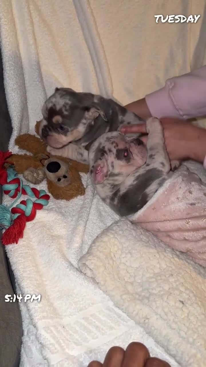 French Bulldog dogs for sale: 🐶 Stunning Merle Lilac Fawn French Bulldogs - Video 2