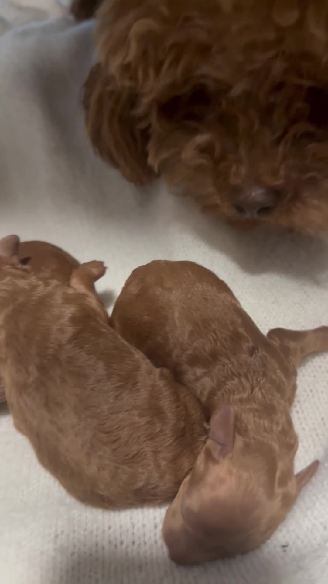 Toy Poodle dogs for sale: Asian Toy Poodle KC reg Mother - Video 3
