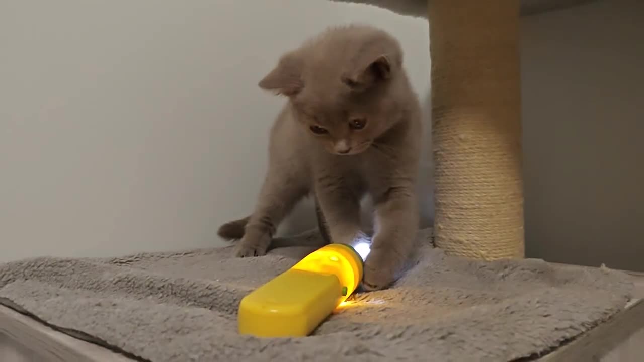 British Shorthair cats for sale: British shorthair blue/lilac kittens  - Video 1