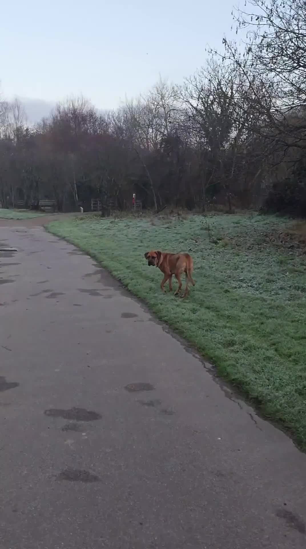 Mixed Breed dogs for sale: Bullmastiff x Rotweiller  - Video 1