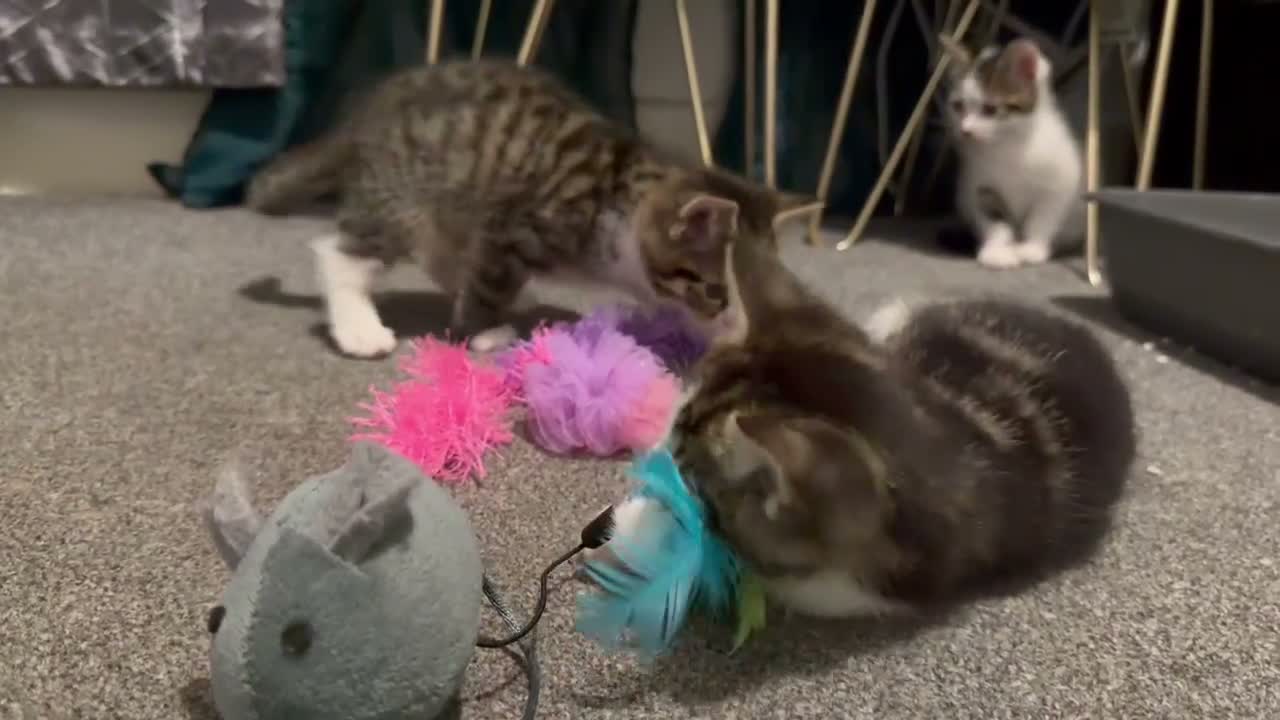 Mixed Breed cats for sale: 3 Beautiful Tabby & White Kittens - Video 1