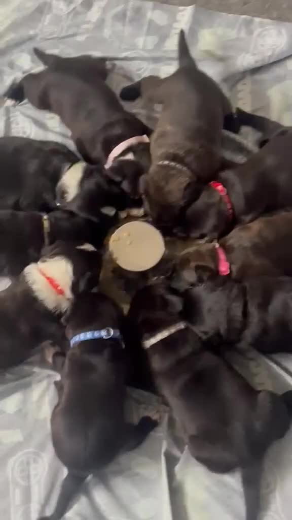 Mixed Breed dogs for sale: Puppies for sale  - Video 3