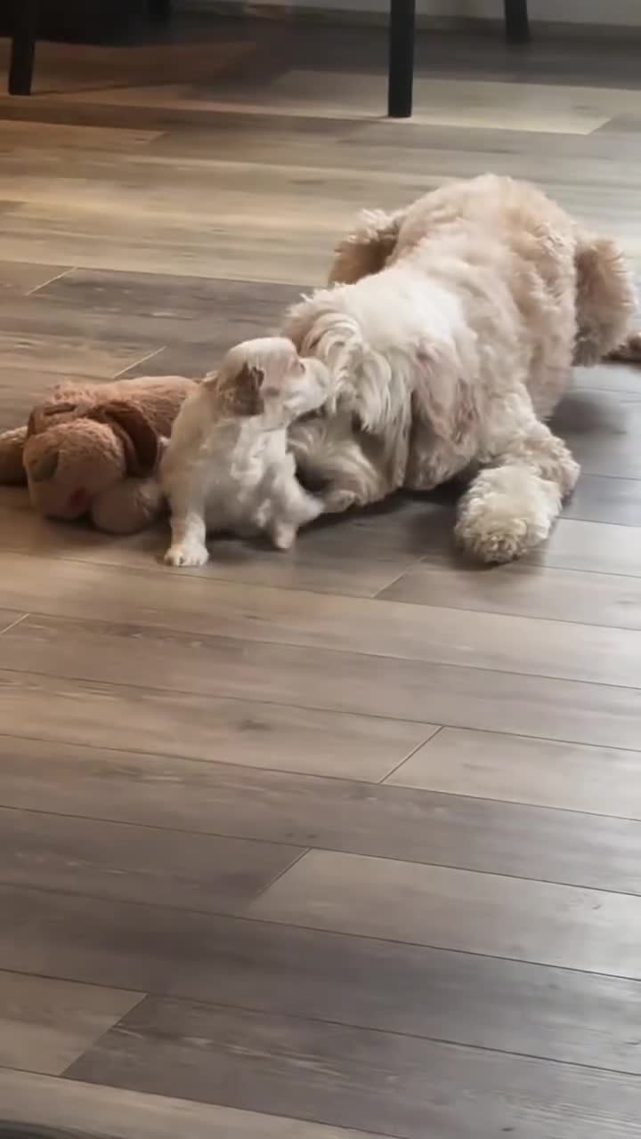 Labradoodle dogs for sale: Home Raised Labradoodle Pups🐾 in Farnham - Video 2