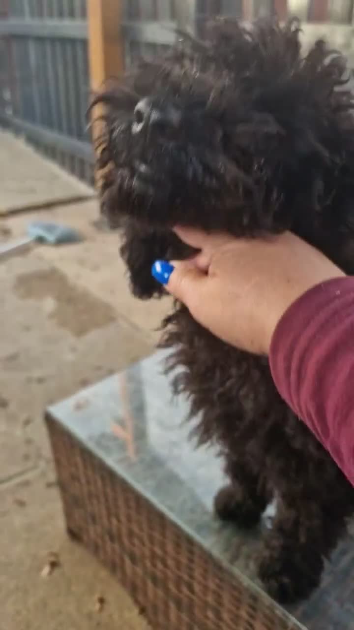 Cockapoo dogs for sale: Full Vaccinations READY NOW Show Cockapoo F1b - Video 1