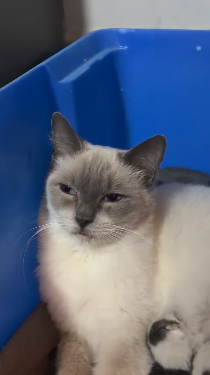 Ragdoll cats for sale: Pregnant half ragdoll cat - Video 2