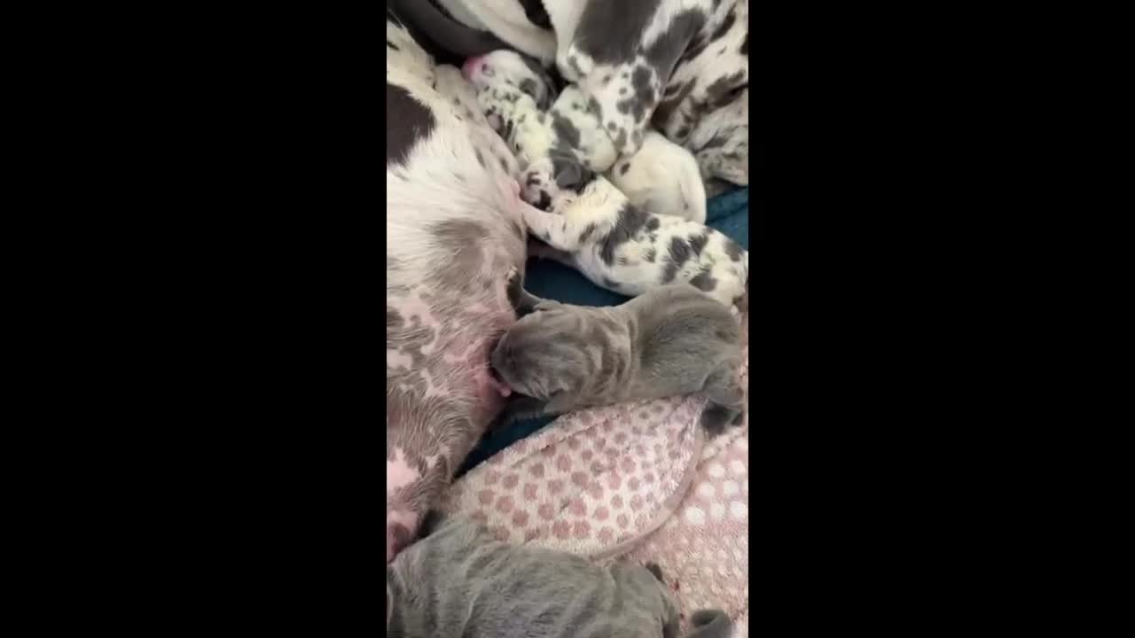 Cane Corso dogs for sale: Stunning Merle Cane Corso Puppies for sale - Video 1