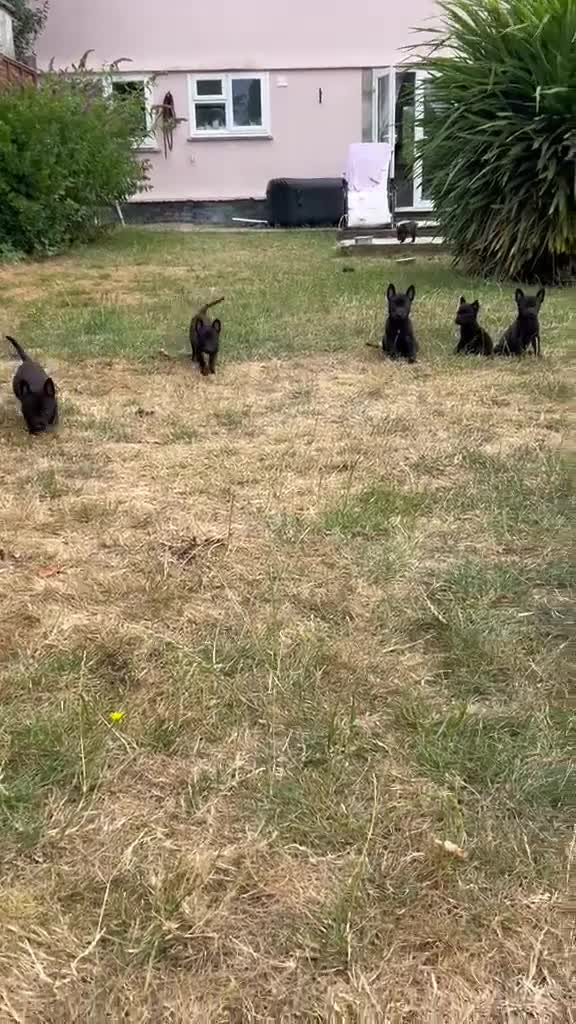 Belgian Shepherd Dog dogs for sale: PURE BREED BELGIAN MALINOIS  in Dunmow - Video 2