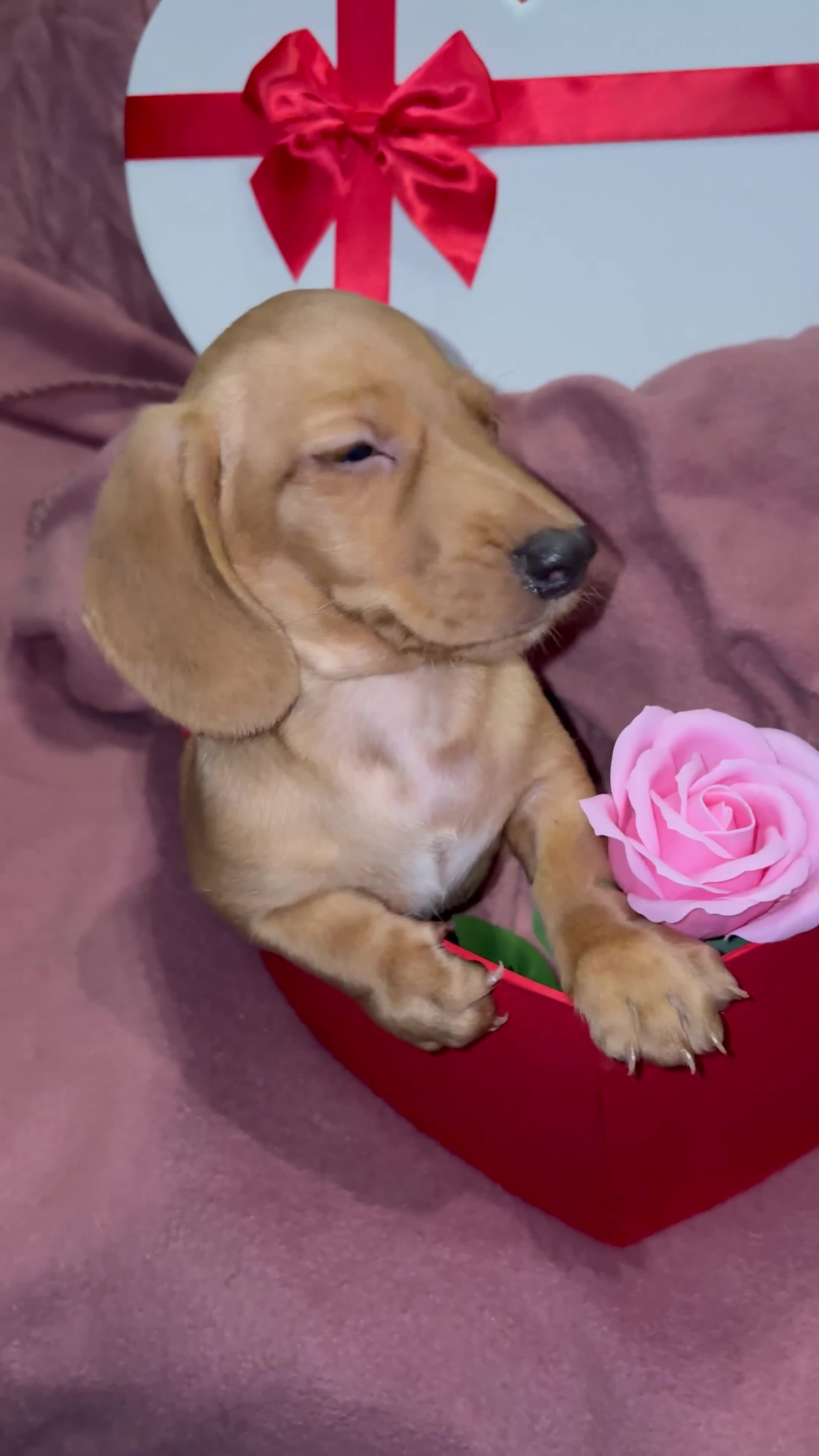 Miniature Dachshund dogs for sale: Ready now Beautiful miniature dachshunds  - Video 2