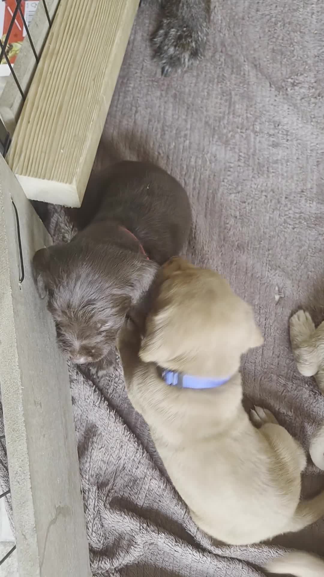 Mixed Breed dogs for sale: German pointer x Labradoodle - Video 1