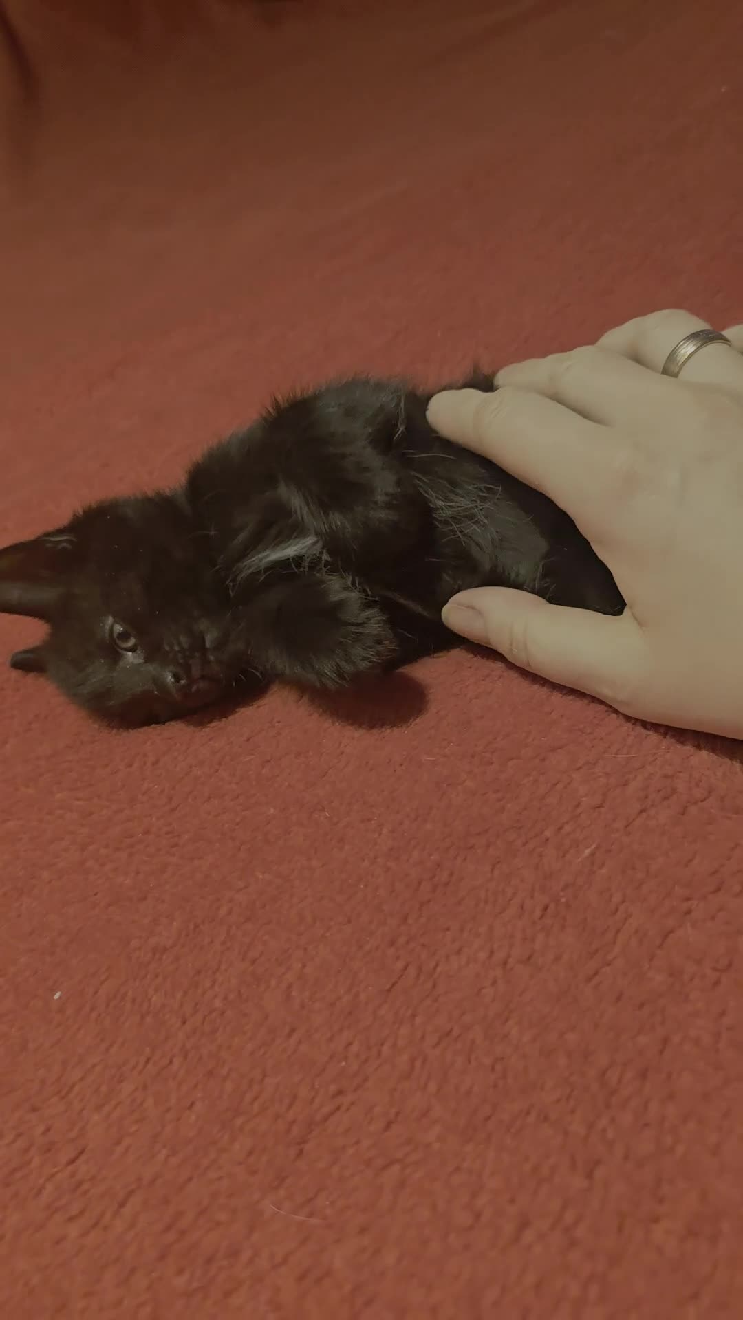 Mixed Breed cats for sale: Gorgeous Kittens – Vaccinated & Ready Mid-May 🐾 - Video 1