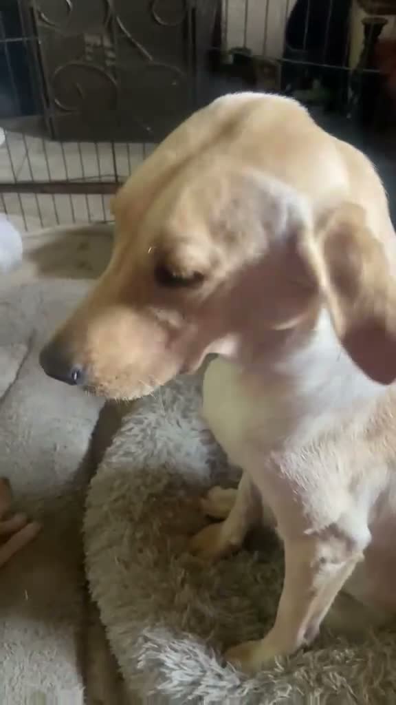 Labrador Retriever dogs for sale: Beautiful KC Registered Labrador Puppies - Video 1