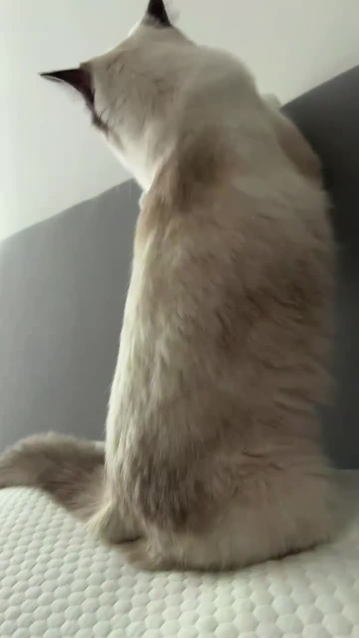 Ragdoll cats for sale: Adorable Ragdoll Looking for a Loving New Home  - Video 1