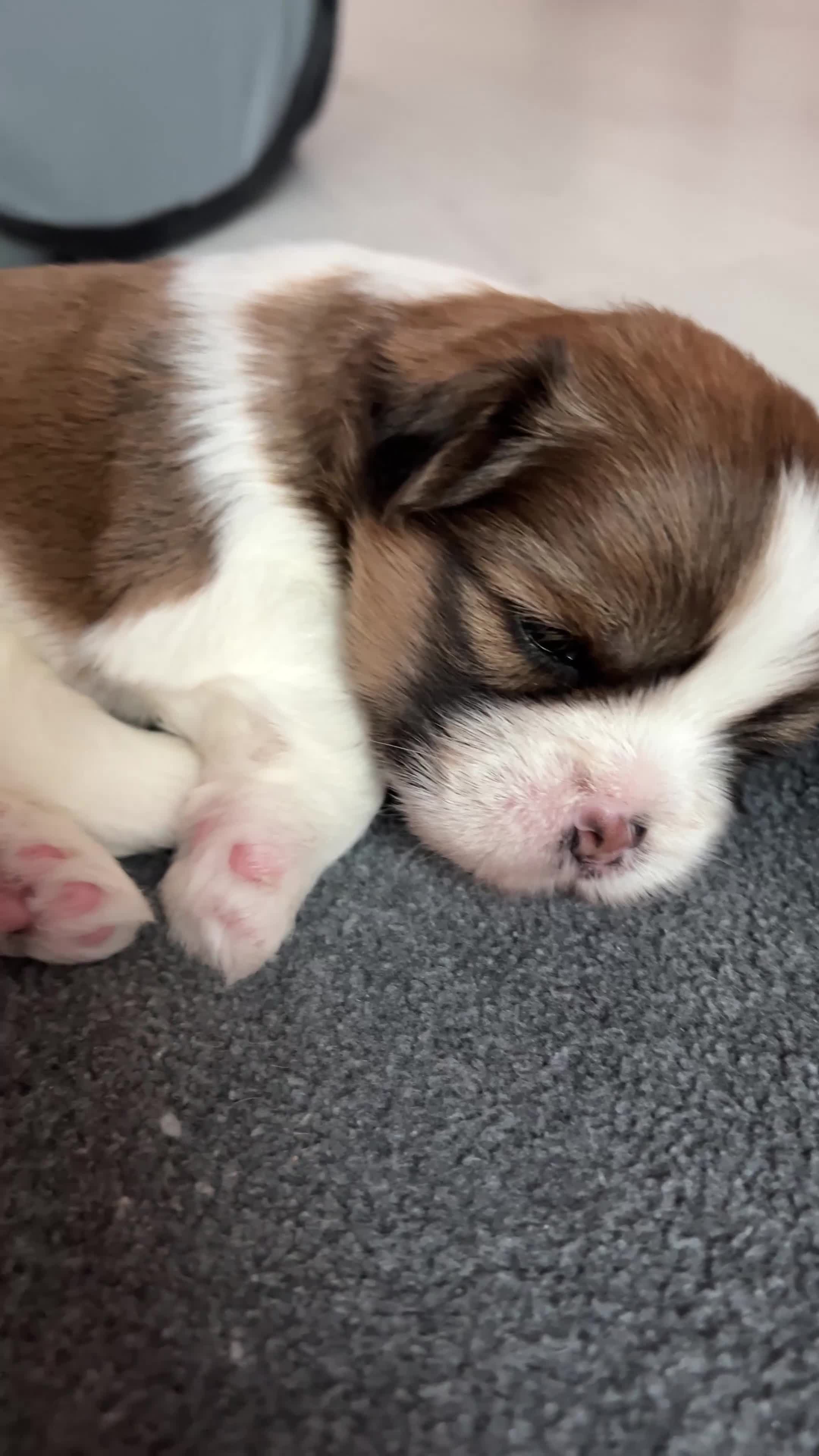Lhasa Apso dogs for sale: Beautiful Lhasa apso puppies 🐶 *3 pups remaining* - Video 1