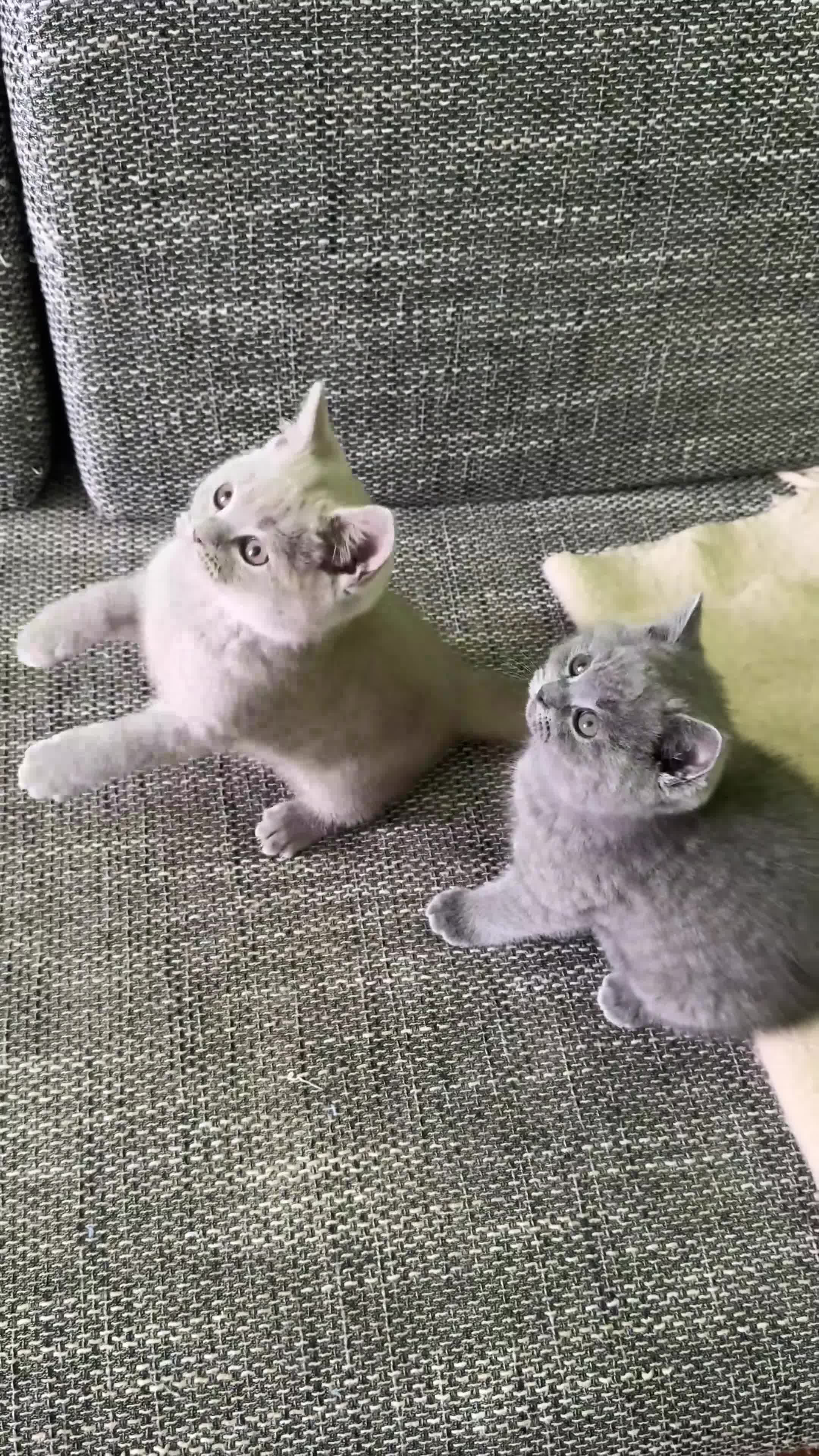 British Shorthair cats for sale: Beautiful British Shorthair kittens - Video 1