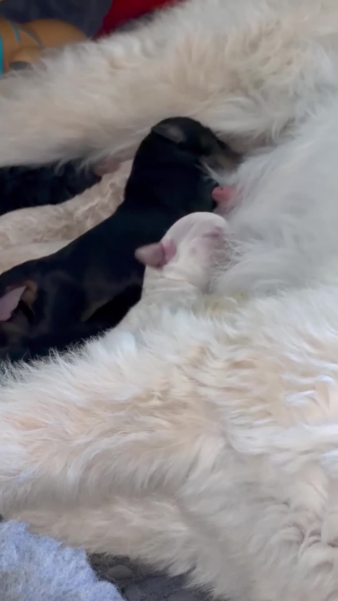 Mini Goldendoodle dogs for sale: F1b Mini Goldendoodle Puppies. Ready to Reserve 🤍 - Video 1