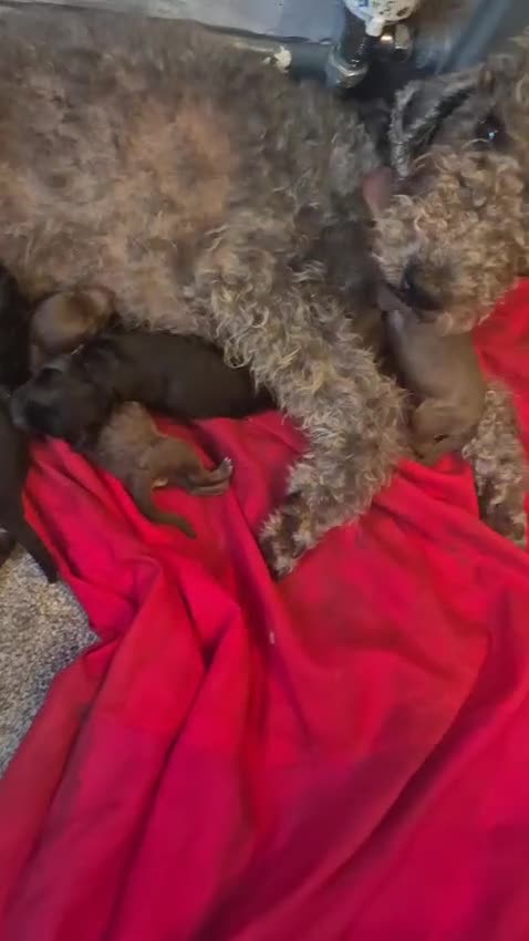 Bedlington Terrier dogs for sale: Bedlington terrier puppies  - Video 1