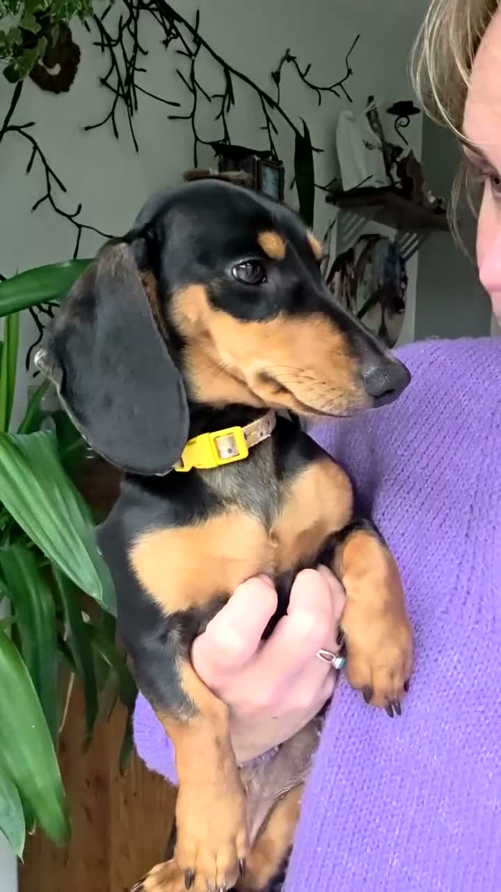 Dachshund dogs for sale: Two cousin Dachshunds - Video 1