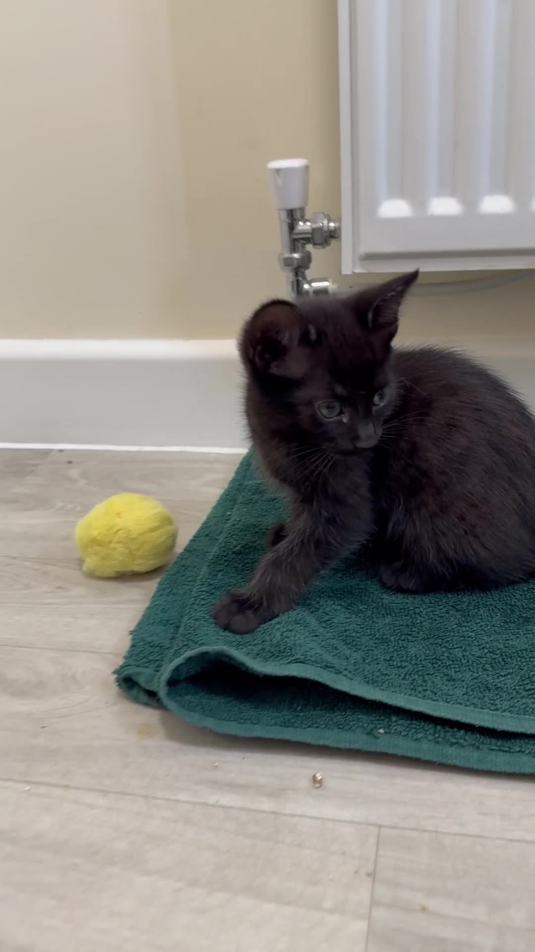 British Shorthair cats for sale: ALL BLACK FEMALE SHORTHAIR KITTEN - Video 2