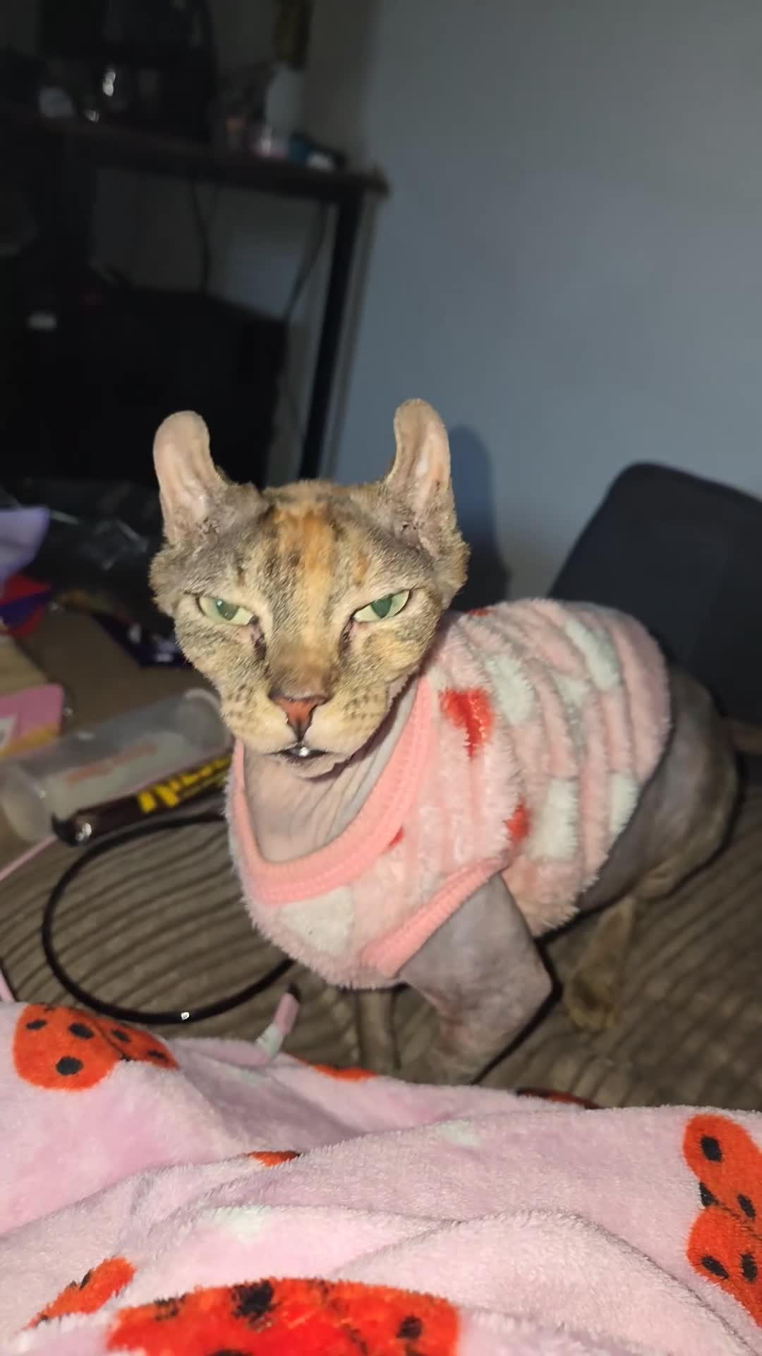 Sphynx cats for sale: Beautiful female Canadian elf Sphynx - Video 1