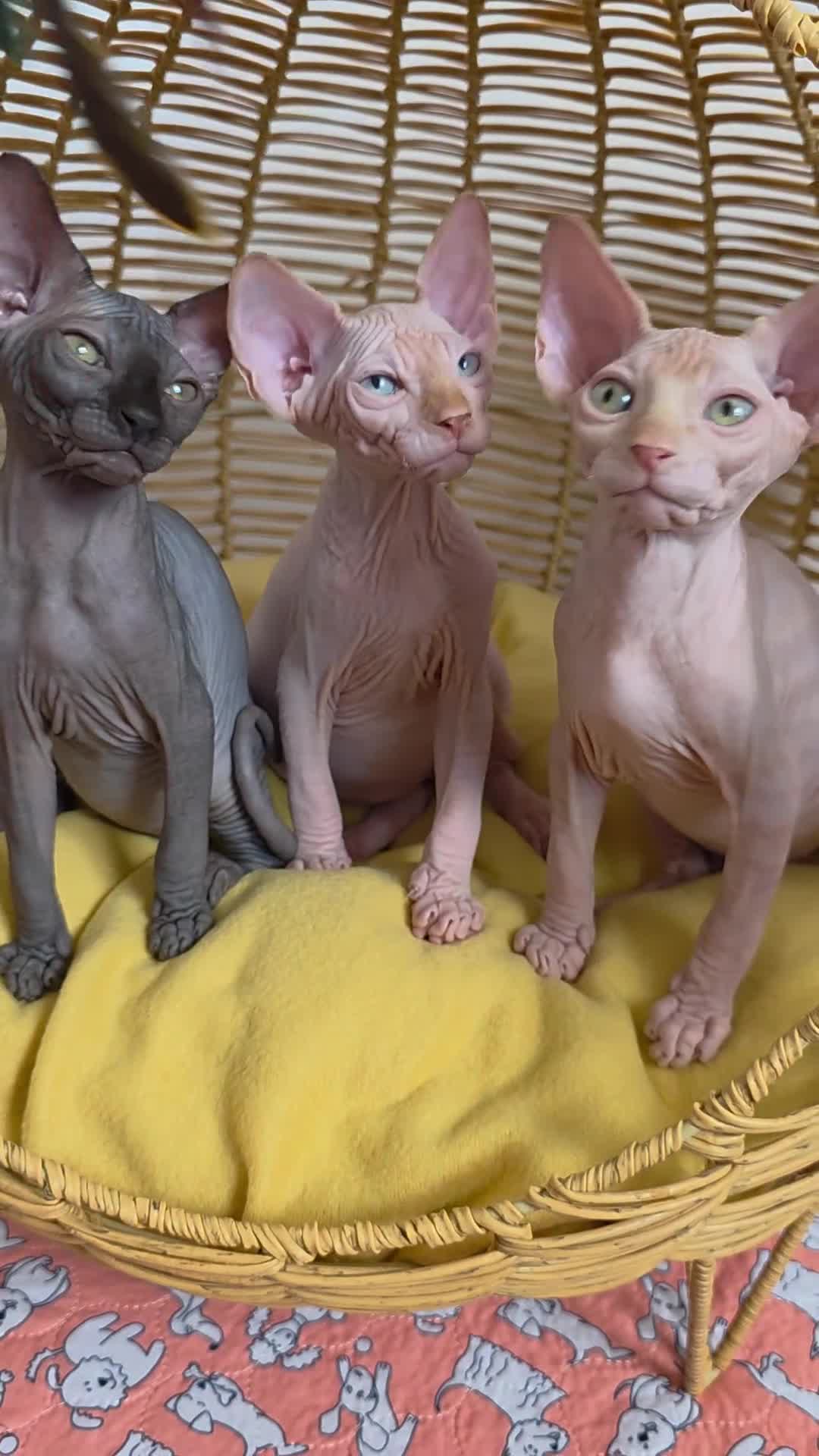 Sphynx cats for sale: Beautiful Canadian Sphynx Kittens Available 💎 - Video 1