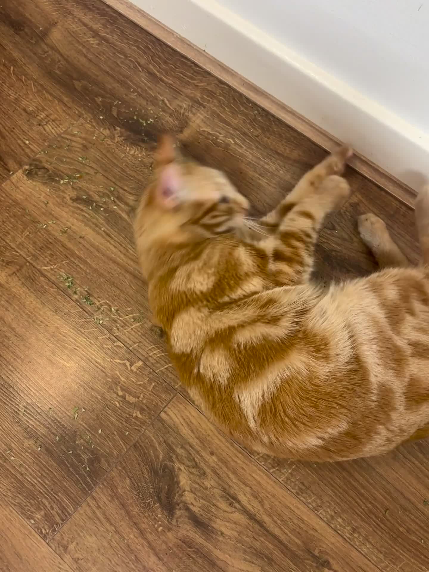 Mixed Breed cats for sale: Beautiful ginger boy looking for a new home - Video 2