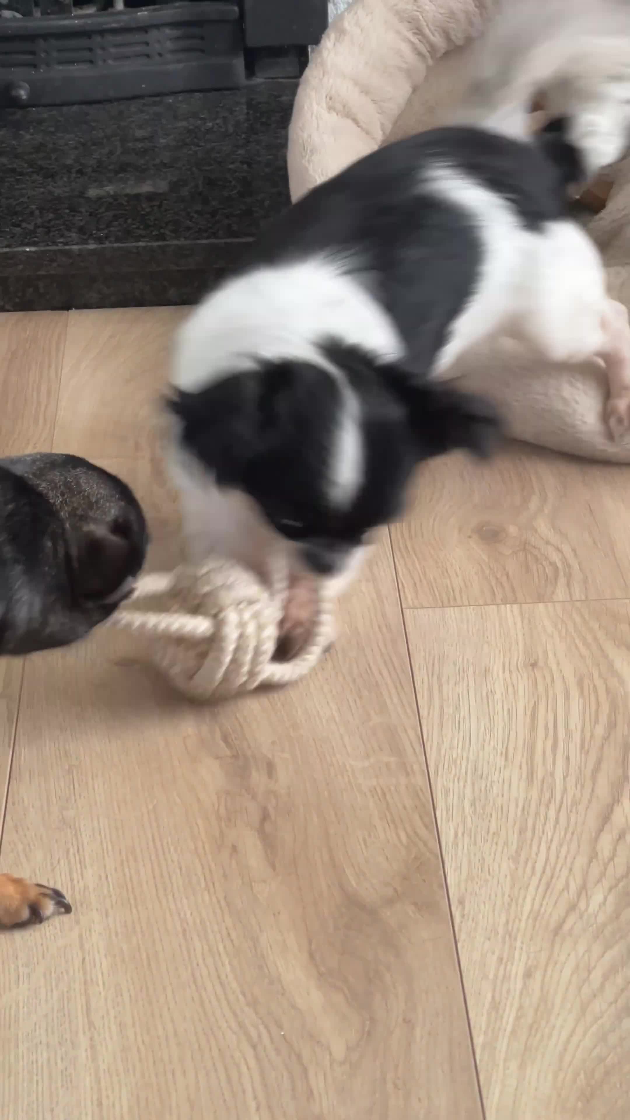 Chihuahua dogs for sale: Rehome Chihuahua  - Video 3