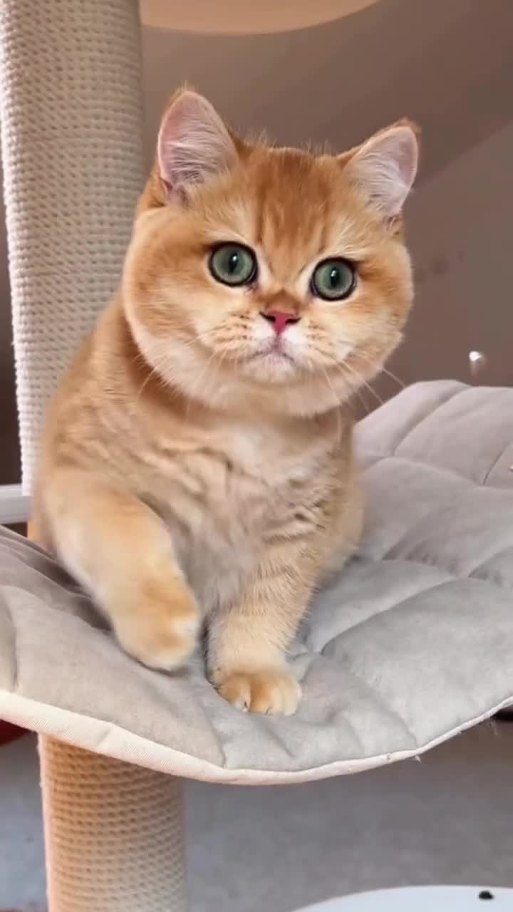 British Shorthair cats for sale: 🔥BRITISHSHORT HAIR KITTENS AND SCOTTISH FOLD 🔥 - Video 2