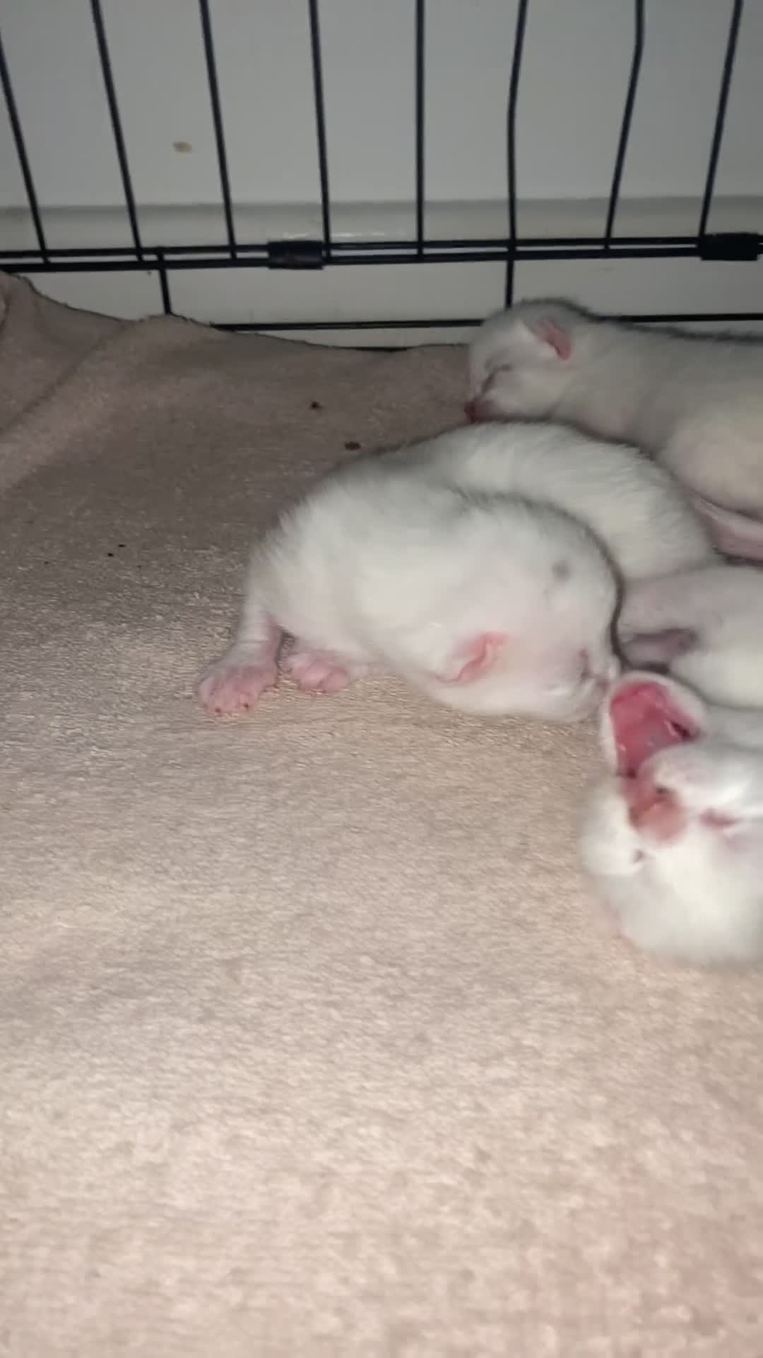 Mixed Breed cats for sale: White kitten  in Preston - Video 2