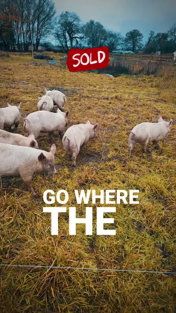 Pig livestock for sale: 20 middle white piglets in Guildford - Video 1