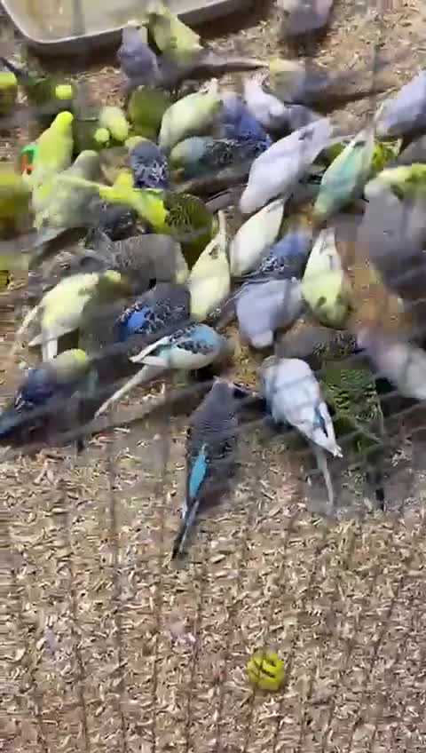 Budgerigars birds for sale: Budgies  - Video 1