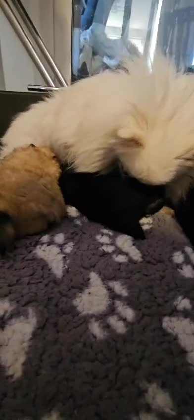 Pomeranian dogs for sale: Pomeranian  - Video 1