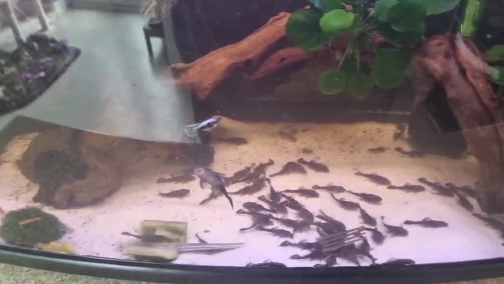 Plecos fish for sale: Common bristlenose in Corby - Video 2