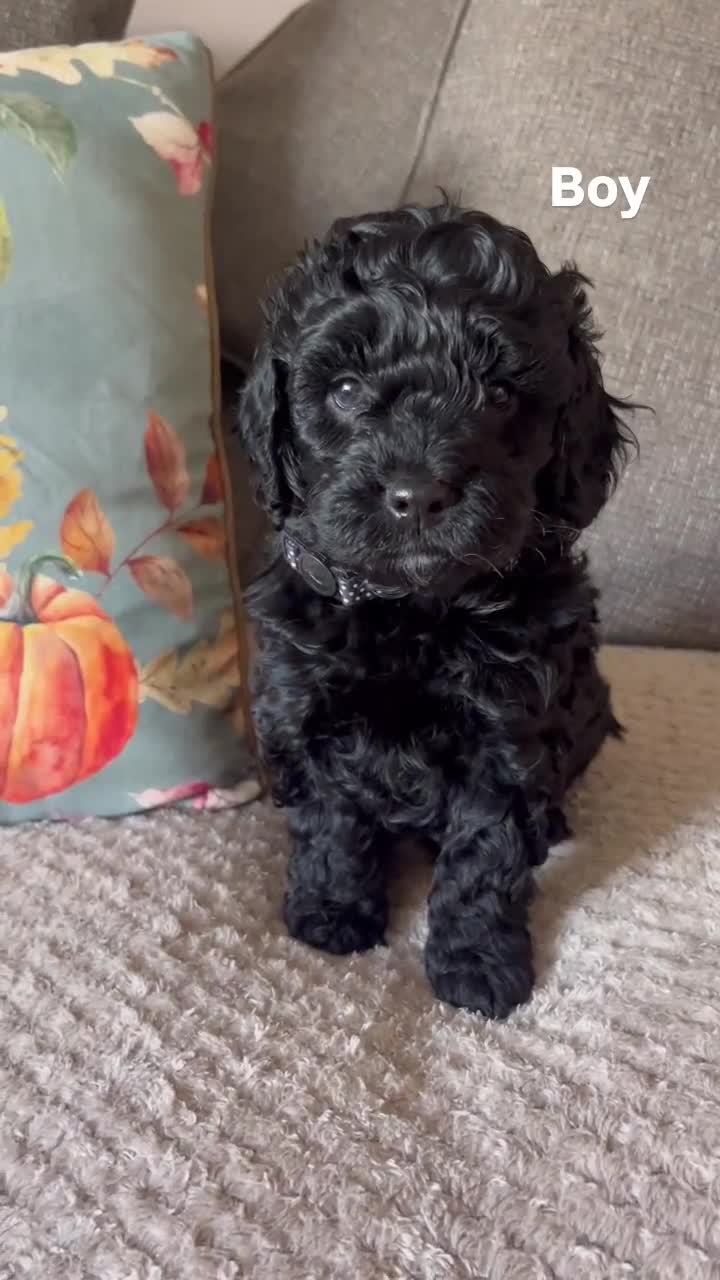 Cockapoo dogs for sale: F2 cockapoo puppies  - Video 1