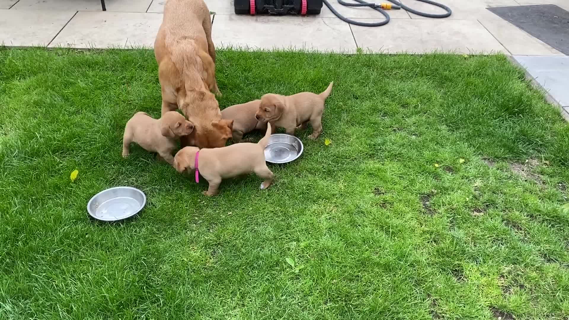 Labrador Retriever dogs for sale: Labradore puppies for sale  in Warwick - Video 1