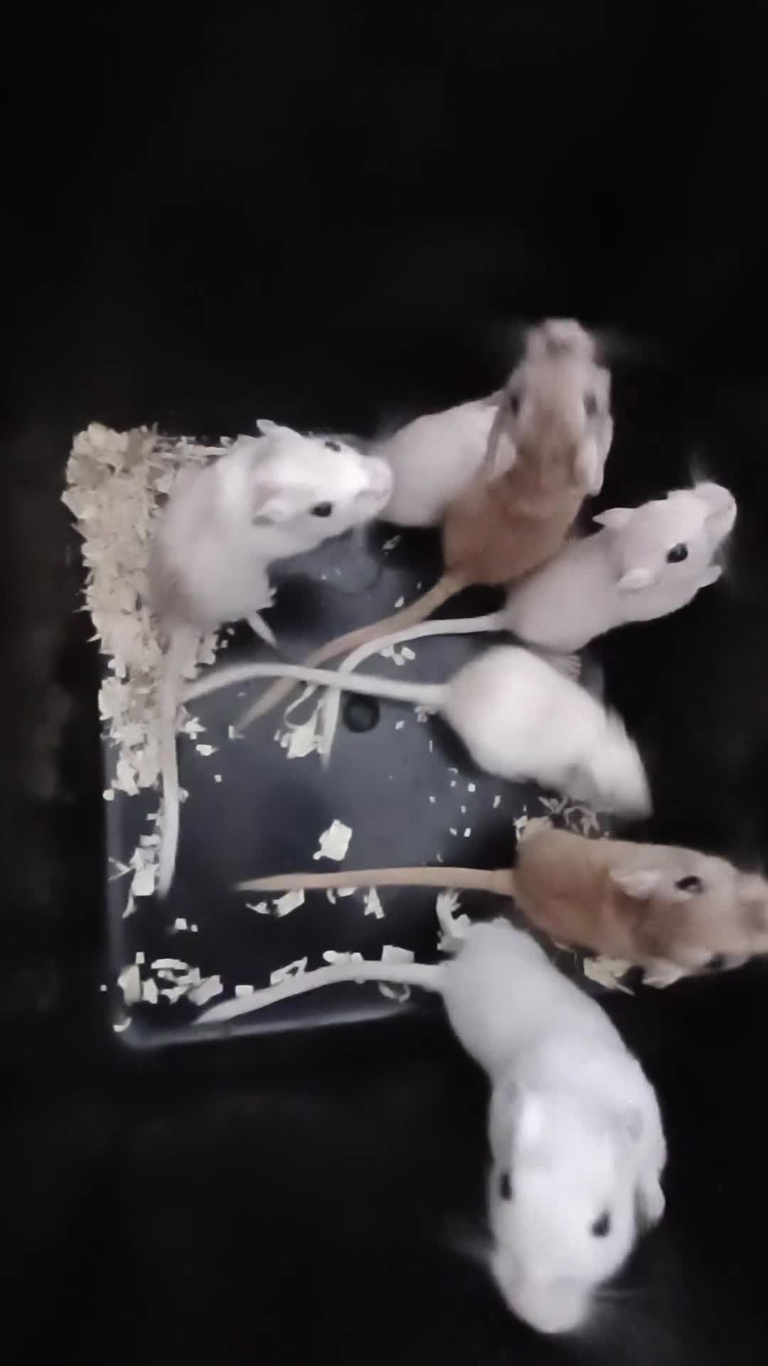 Gerbil rodents for sale: 6 female gerbil babies plus mum - Video 2