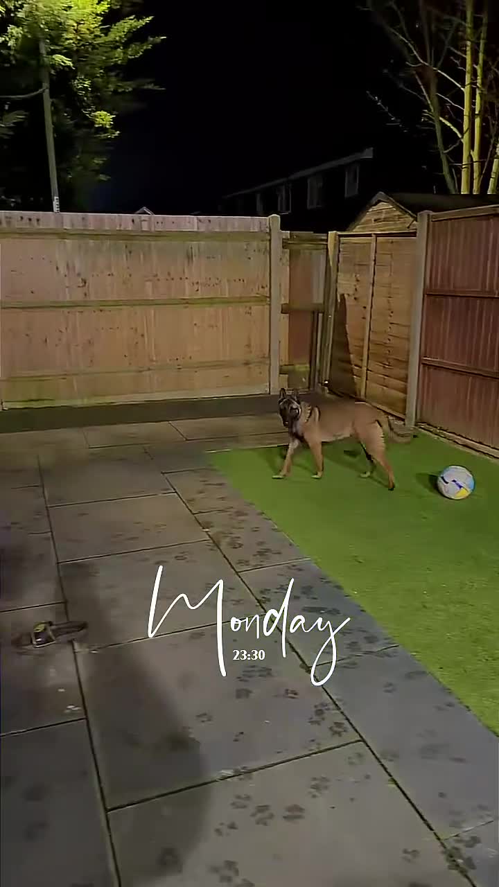 Belgian Shepherd Dog dogs for sale: Semba  - Video 2