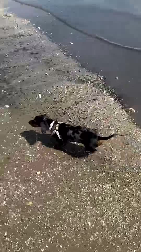 Miniature Dachshund dogs for sale: Miniature dachshund FEMALE  - Video 2