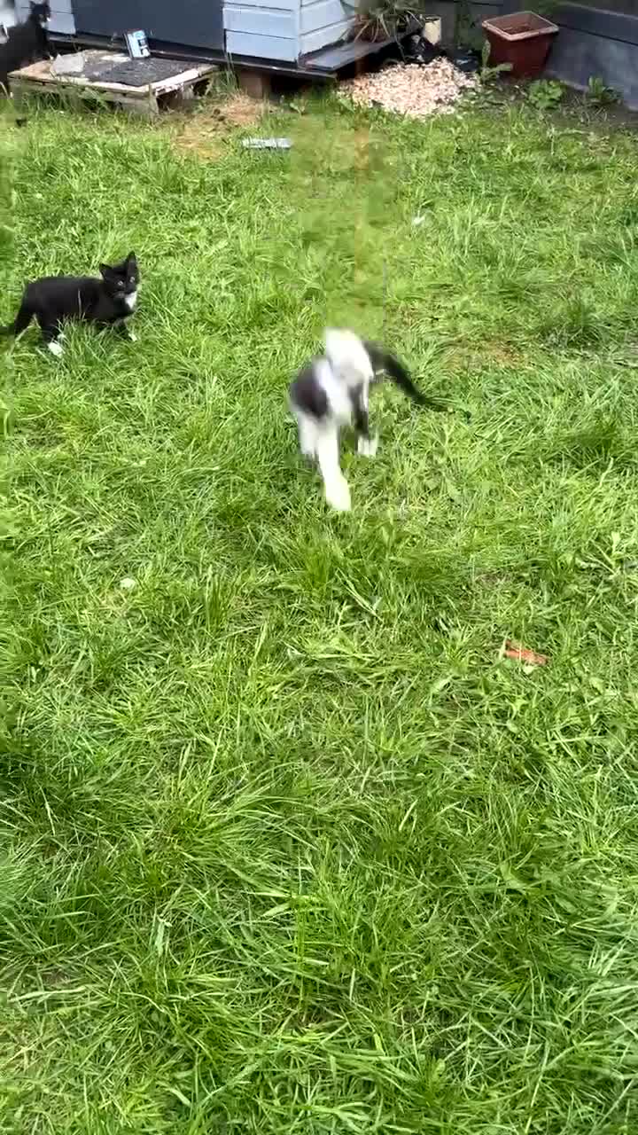 Mixed Breed cats for sale: MaineCoon x British Shorthair - Video 1