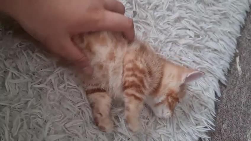 Mixed Breed cats for sale: Beautiful fluffy kittens - Video 2